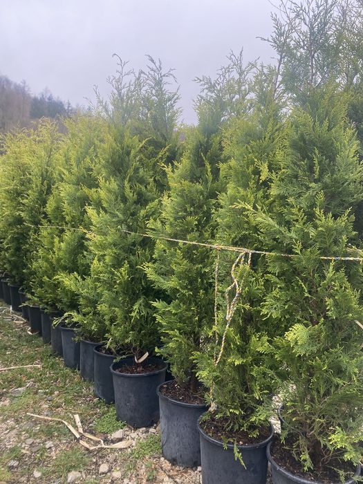 Planta Leylandi Gard viu