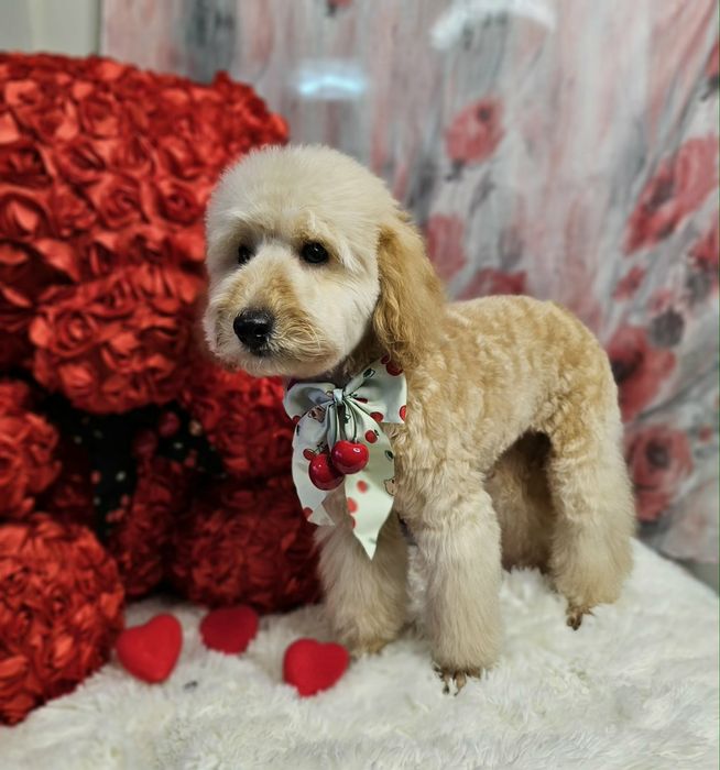 Мини пудел априкот