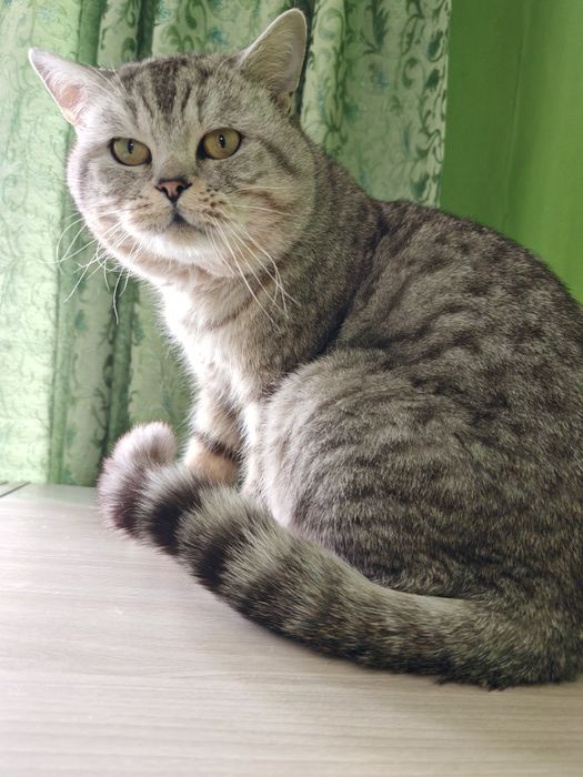 Отдам котика 5 лет