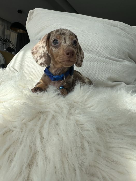Teckel/dachshund miniatura