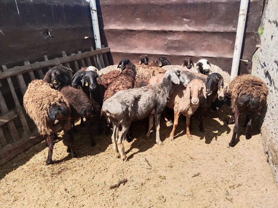 Продам баран на курбан айт