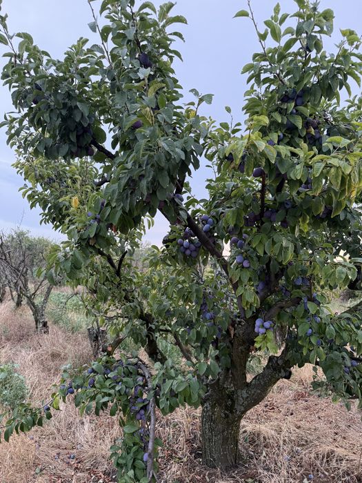 Vand Prune din soiurile: Stanley, Anna Spath si D'agen (Arjan)