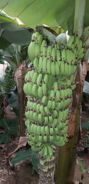 Banan ko'chat          .