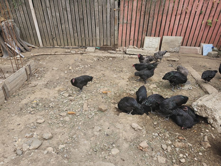 Cocosi si gaini australorp 4 luni