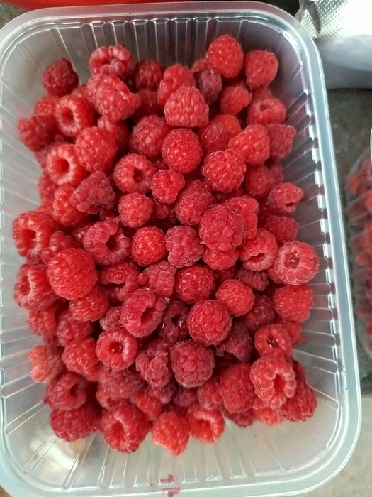 Продам малину домашнюю