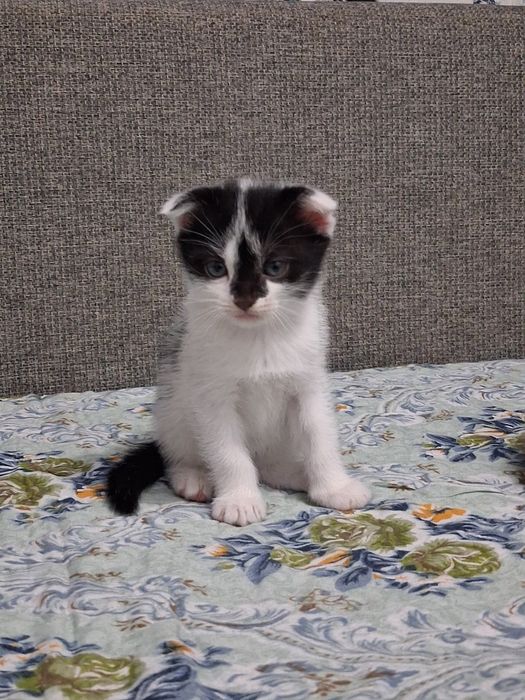 Отдам котят добрые руки