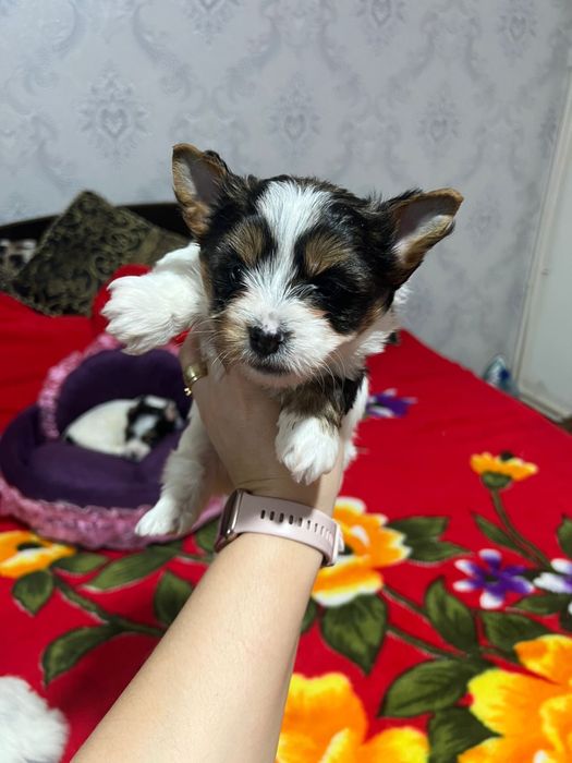 Biewer Yorkshire terrier