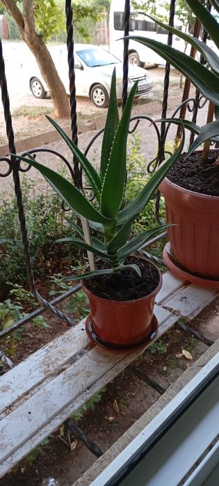Aloe guli , Алое гули