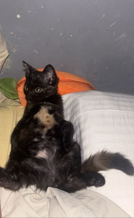 Котенок в добрые руки