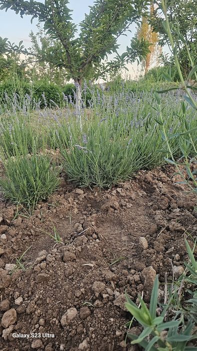 Lavanda fransuskiy sorti