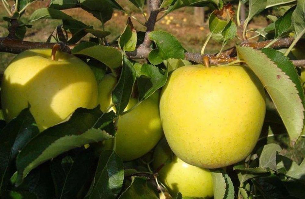 Яблоки с корня Золотой