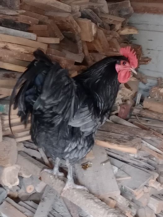 Vând cocoși diferite rase