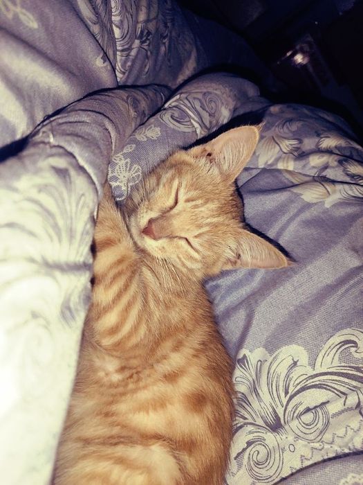 котик мальчик в добрые руки