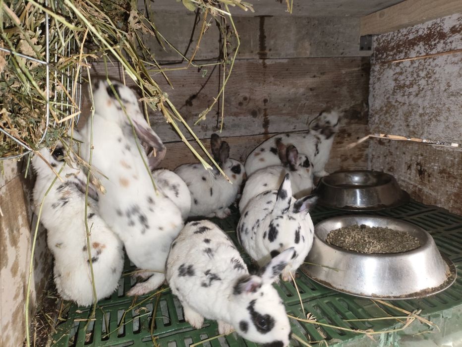 Iepuri rex tricolor si dalmatian