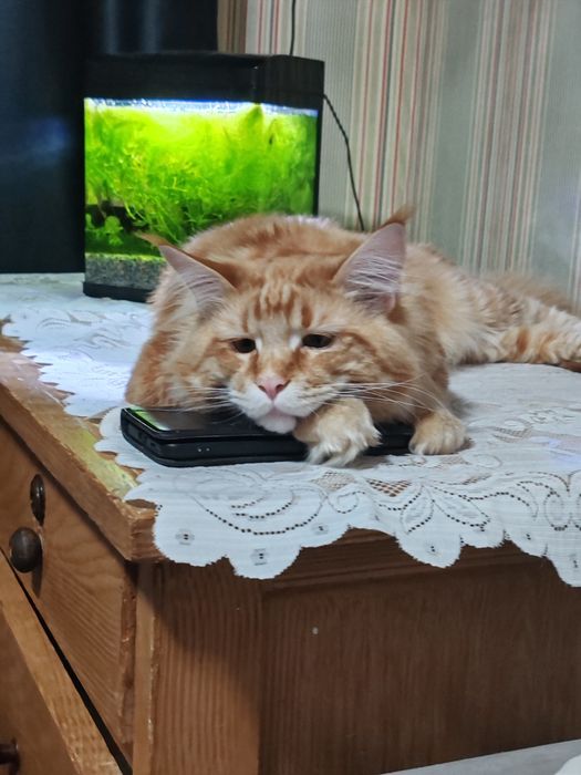Ищем кошечку на вязку порода не важна