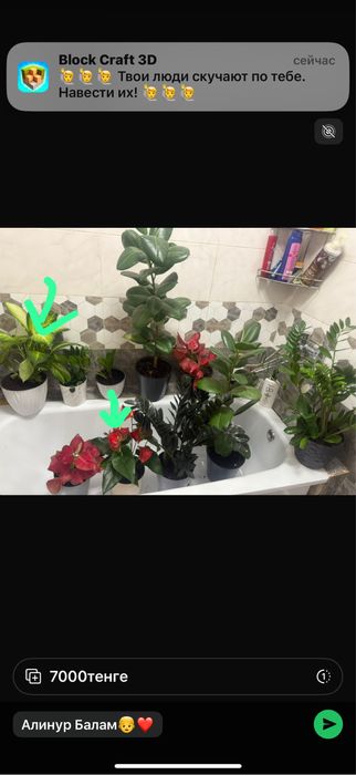 комнатные цветы…