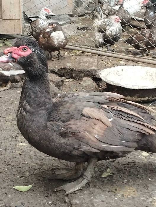 Индоутки коричневые