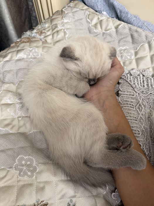 Котенок шотландская