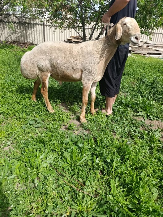 Кочкар арашан продам