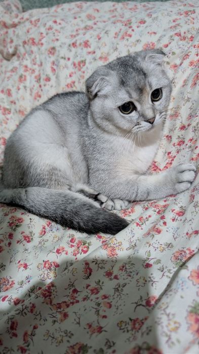 Продаются котята