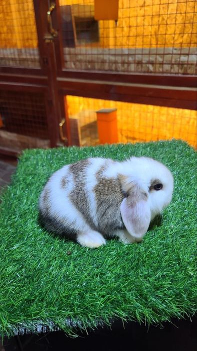 Kota bomidigon karlik quyonchalar