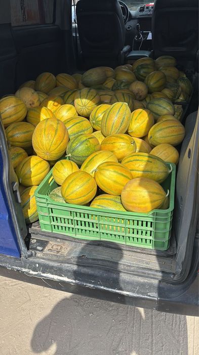 Pepeni galbeni dabuleni