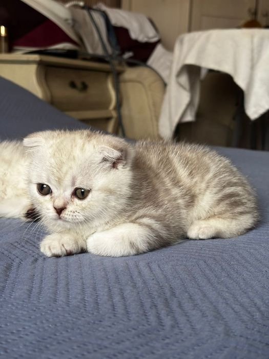 Продам кошку домашняя