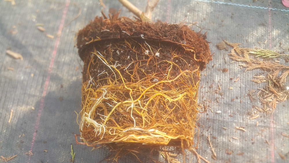 Photinia (fotinia) fraserii Red Robin, Carre Rouge gard viu