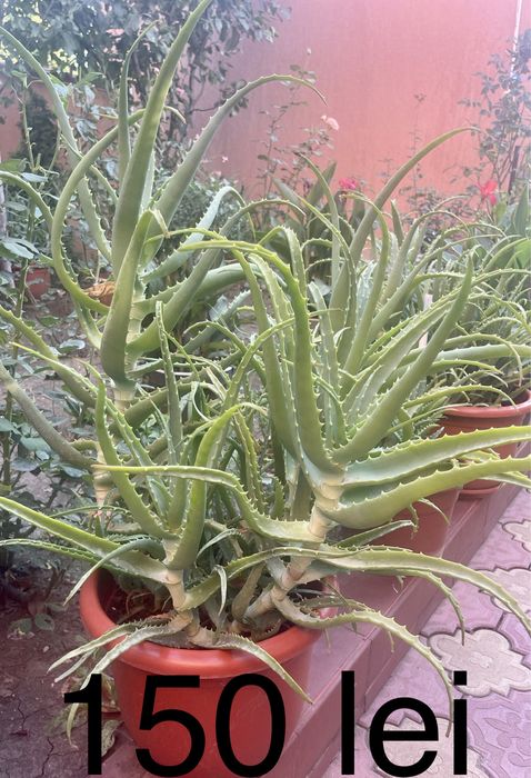 Aloe Vera la ghiveci