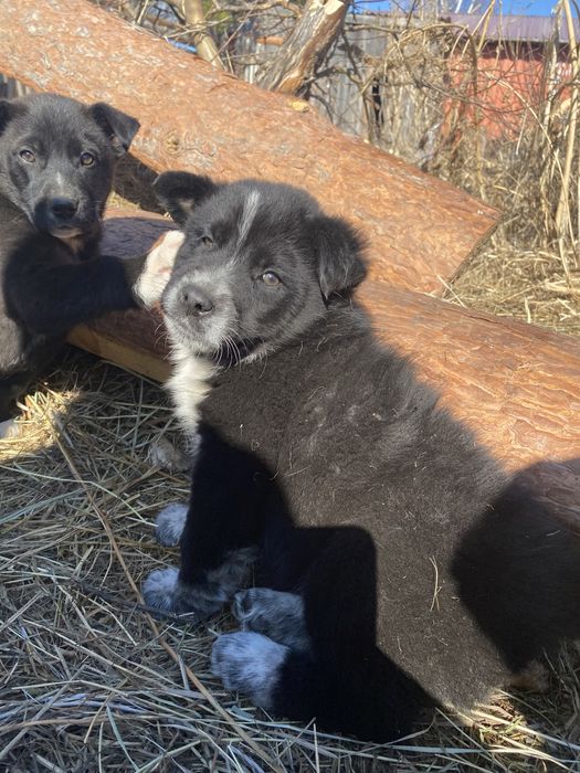 Отдам щенят в хорошие руки