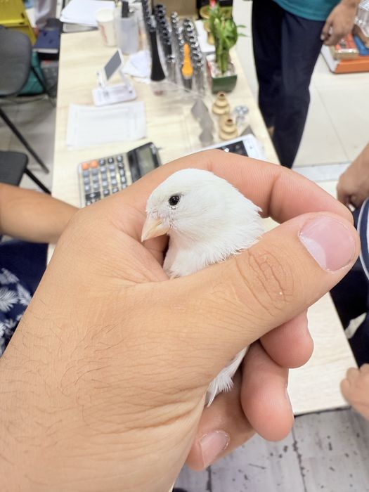 Kanareka kanareka