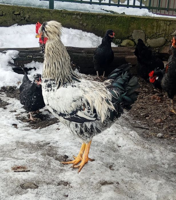 Cocosi tineri de rasă sau de taiat