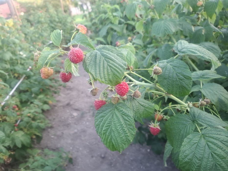 Vând butasii de zmeură polka/ căpșuni