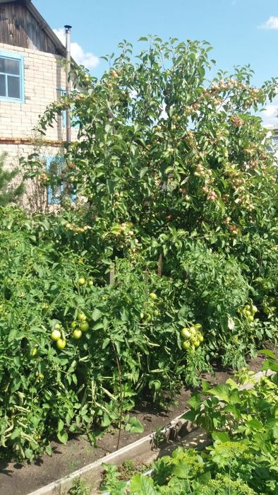 Продам дачу в с/о Борки