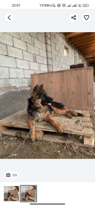 Afcharka kuchuk erkak