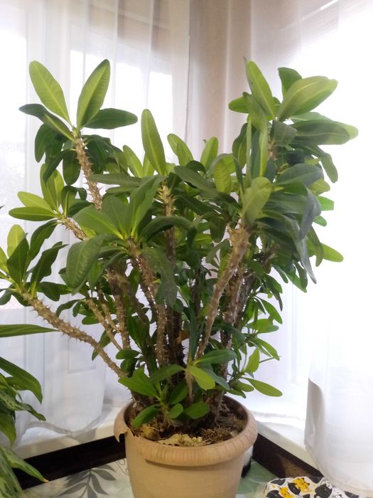 Продам комнатные цветы