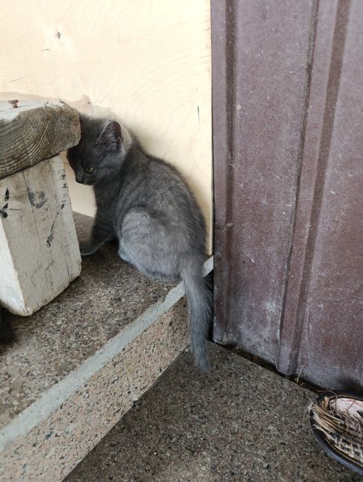 Котята 1 месяц игривые