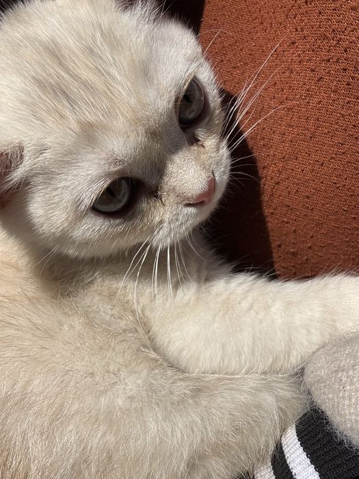 Шотланский котят 1,5 месяц