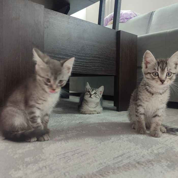 Котята ищут дом, отдам в добрые руки