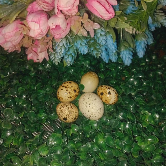 Инкубационные яйца перепелок. Мясные и яйцаноские породы