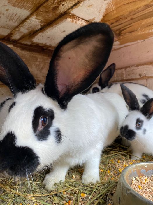 PUI Fluture german din tata cu certificat de origine tatuat