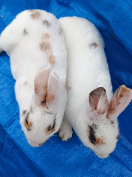 Iepurași Rex tricolor și berbec pitic