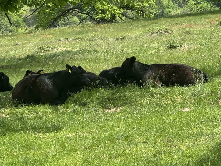 Vand Carne Angus