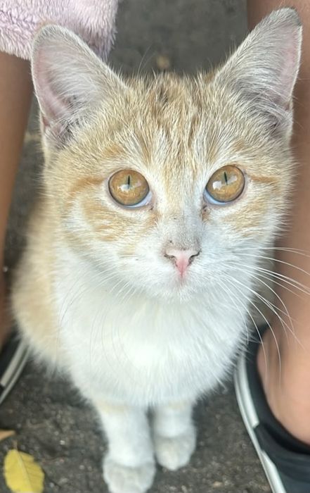 Отдам котёнка в хорошие добрые руки