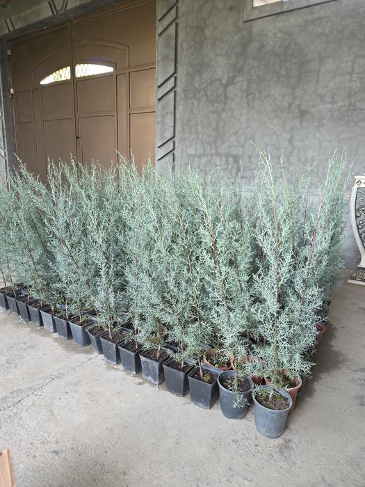 Кипарис Аризоника. 80 - 85 см. ИТАЛИЯ.
