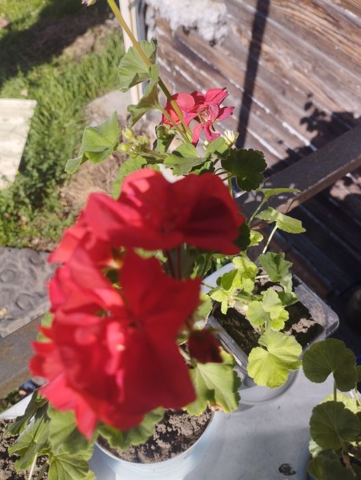 Продам пеларгонию