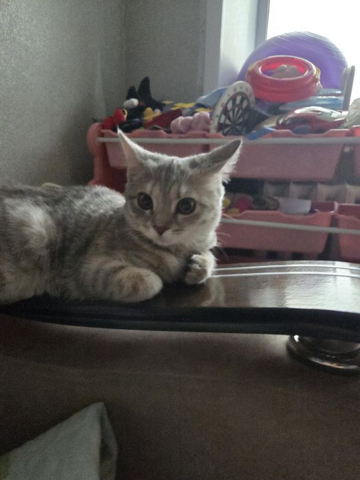 Отдам котенка срочно