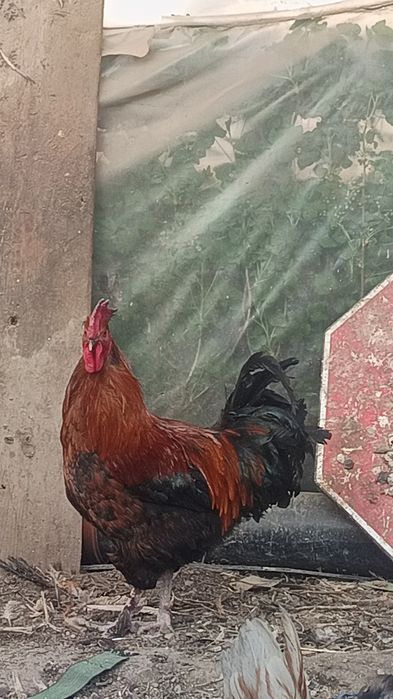 Vând cocos Marans de anul trecut