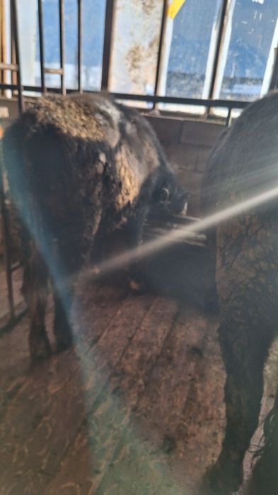 продетца бык 1.8год