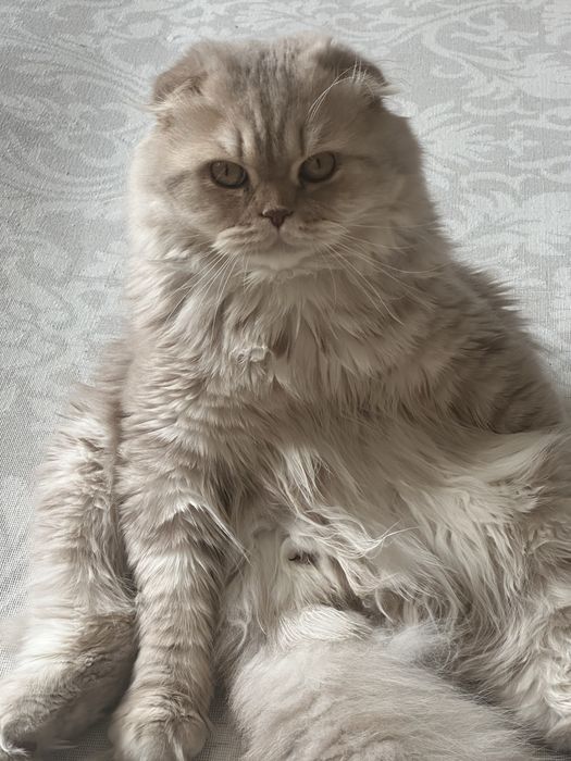 Продам кота срочно Скотиш фолд
